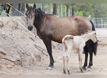 PRE, Stallion, 2 years, Perlino