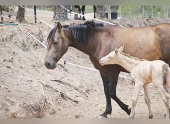 PRE, Stallion, 2 years, Perlino