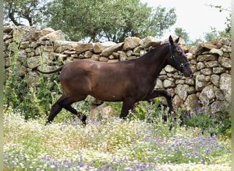 PRE Mix, Stallion, 3 years, 14.2 hh, Black