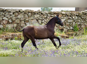PRE Mix, Stallion, 3 years, 14.2 hh, Black