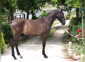 PRE Mix, Stallion, 3 years, 14.2 hh, Black
