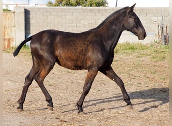 PRE Mix, Stallion, 3 years, 14.3 hh, Black