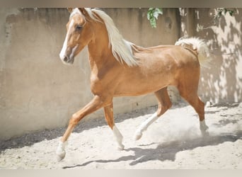 PRE, Stallion, 3 years, 14.3 hh, Palomino