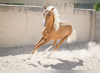 PRE, Stallion, 3 years, 14.3 hh, Palomino