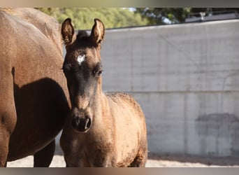 PRE, Stallion, 3 years, 14,2 hh, Dun