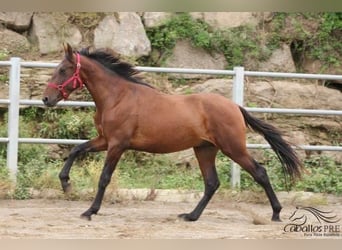 PRE, Stallion, 3 years, 15.1 hh, Brown