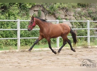 PRE, Stallion, 3 years, 15.1 hh, Brown