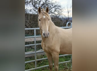 PRE, Stallion, 3 years, 15,1 hh, Champagne