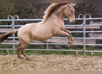 PRE, Stallion, 3 years, 15,1 hh, Champagne