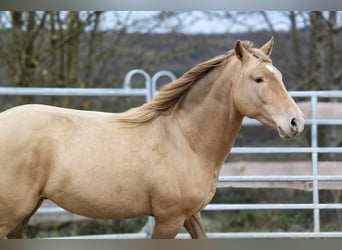 PRE, Stallion, 3 years, 15,1 hh, Champagne