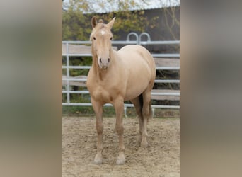 PRE, Stallion, 3 years, 15,1 hh, Champagne