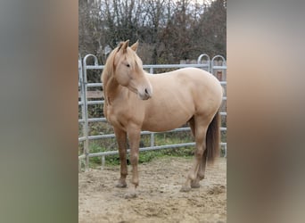 PRE, Stallion, 3 years, 15,1 hh, Champagne