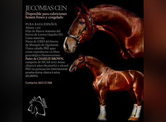 PRE Mix, Stallion, 3 years, 15,1 hh, Chestnut-Red