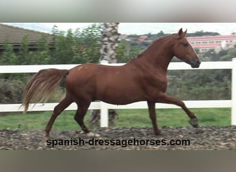 PRE Mix, Stallion, 3 years, 15,1 hh, Chestnut-Red