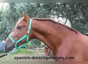 PRE Mix, Stallion, 3 years, 15,1 hh, Chestnut-Red