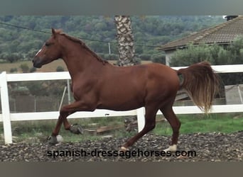 PRE Mix, Stallion, 3 years, 15,1 hh, Chestnut-Red