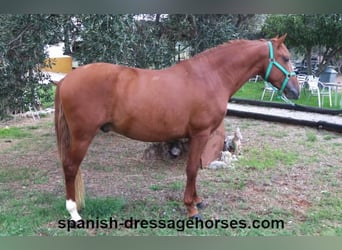 PRE Mix, Stallion, 3 years, 15,1 hh, Chestnut-Red