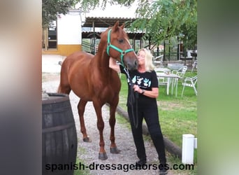 PRE Mix, Stallion, 3 years, 15,1 hh, Chestnut-Red