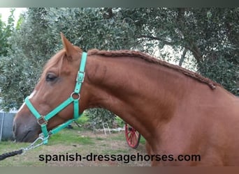 PRE Mix, Stallion, 3 years, 15,1 hh, Chestnut-Red