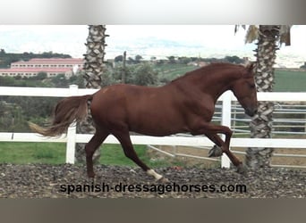 PRE Mix, Stallion, 3 years, 15,1 hh, Chestnut-Red