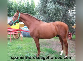 PRE Mix, Stallion, 3 years, 15,1 hh, Chestnut-Red