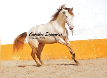 PRE, Stallion, 3 years, 15.1 hh, Cremello