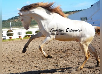 PRE, Stallion, 3 years, 15.1 hh, Cremello