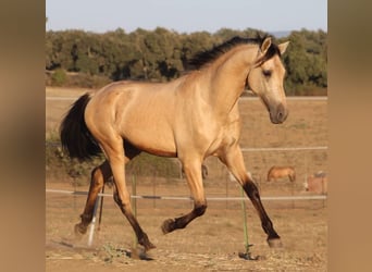 PRE, Stallion, 3 years, 15.1 hh, Dun
