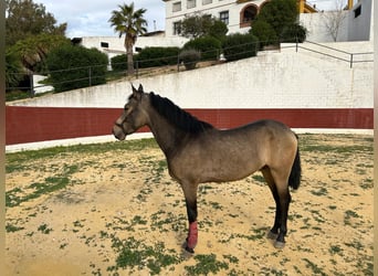 PRE, Stallion, 3 years, 15,1 hh, Dun