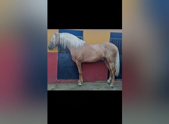 PRE, Stallion, 3 years, 15,1 hh, Dun