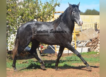 PRE, Stallion, 3 years, 15.1 hh, Gray-Dark-Tan