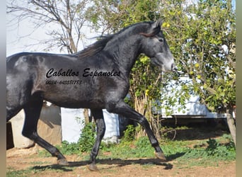 PRE, Stallion, 3 years, 15.1 hh, Gray-Dark-Tan