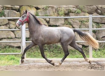 PRE, Stallion, 3 years, 15.1 hh, Gray