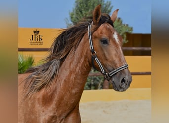 PRE, Stallion, 3 years, 15.1 hh, Gray-Red-Tan
