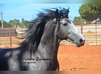 PRE, Stallion, 3 years, 15.1 hh, Grey-Dark-Tan