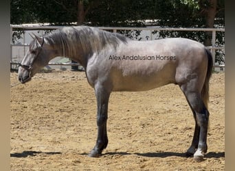 PRE Mix, Stallion, 3 years, 15.1 hh, Grey