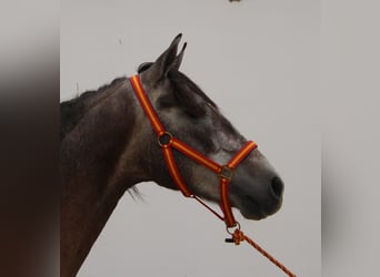 PRE Mix, Stallion, 3 years, 15.1 hh, Grey