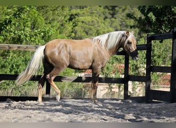 PRE Mix, Stallion, 3 years, 15.1 hh, Palomino