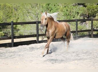 PRE Mix, Stallion, 3 years, 15.1 hh, Palomino
