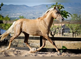 PRE Mix, Stallion, 3 years, 15.1 hh, Palomino