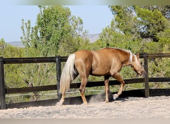 PRE Mix, Stallion, 3 years, 15.1 hh, Palomino