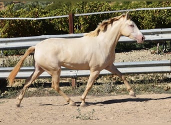 PRE Mix, Stallion, 3 years, 15,1 hh, Pearl