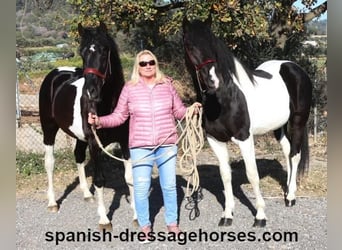 PRE Mix, Stallion, 3 years, 15,1 hh, Pinto