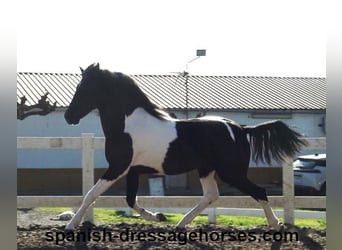 PRE Mix, Stallion, 3 years, 15,1 hh, Pinto