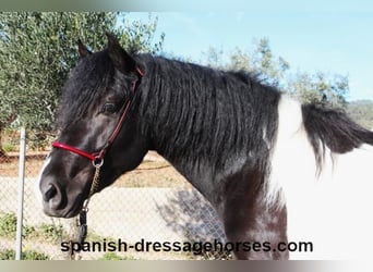 PRE Mix, Stallion, 3 years, 15,1 hh, Pinto