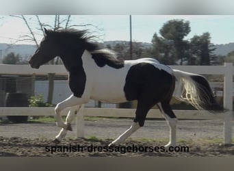 PRE Mix, Stallion, 3 years, 15,1 hh, Pinto