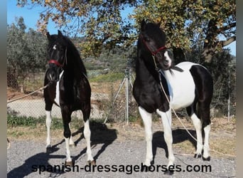 PRE Mix, Stallion, 3 years, 15,1 hh, Pinto