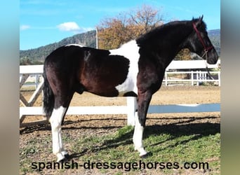 PRE Mix, Stallion, 3 years, 15,1 hh, Pinto