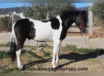 PRE Mix, Stallion, 3 years, 15,1 hh, Pinto