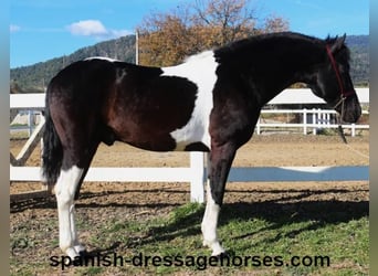 PRE Mix, Stallion, 3 years, 15,1 hh, Pinto